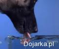 Jak_pije_pies_zaskoczy_ci___to