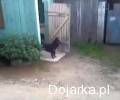 Pies_znalaz___spos_lb_na_drzwi