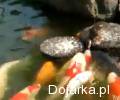 Kaczka_karmi_ryby