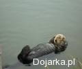 Konkretnie_wyluzowana_wydra