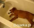 Pies_w_wannie_Pu_____wod__