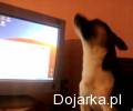 Pies_p__acz__cy_za_Hank___z_M_jak_Mi__o____