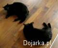 Walka_kot_lw