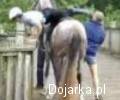 Pomóż wejść na konia