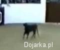 Ostry_byk