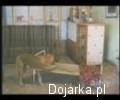 Dobranoc_piesku