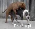 Na_pieska