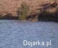 Walka_Bawo___lw_z_Lwami_i_krokodylami