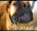 Pies_syrena