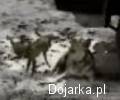 Ola___psa
