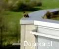 Kaczki_skoczy__y_z_dachu
