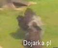 Dziecko wpadło do zagrody goryli