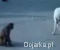 Ma__pa_bez_jednej_nogi_porywa_szczeniaka_
