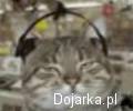 Koty, ktore kochaja muzykę