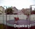 Pies_na_trampolinie
