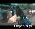 Sztuka_z_owcami_i_diodami_LED