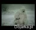 Jak niedźwiedzie radzą sobie z globalnym ociepleniem