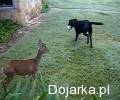 Przyjaciele_jak_pies_z_sarn__