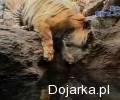 Tygrys_bierze_k__piel