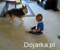 Pies_rozbawia_dziecko