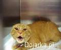W__ciek__y_kot
