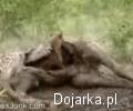 Hiena_zjada__zyraf__